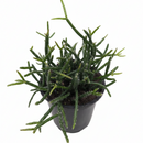 Mistletoe Cactus Elegant Trailing Succulent 4 inch plastic pot for sale, Best succulents for hanging basket, Pet-Friendly Houseplants, Indoor Hanging Plants, Unique Succulents for Gift Home Decor Ideas