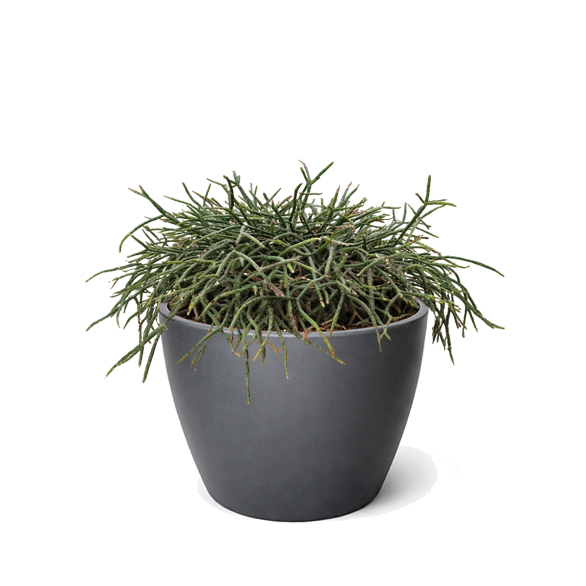 is rhipsalis a succulent Mistletoe Cactus (Rhipsalis baccifera) Live Plant