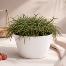Mistletoe Cactus Elegant Trailing Succulent 4 inch plastic pot for sale, Best succulents for hanging basket, Pet-Friendly Houseplants, Indoor Hanging Plants, Unique Succulents for Gift Home Decor Ideas