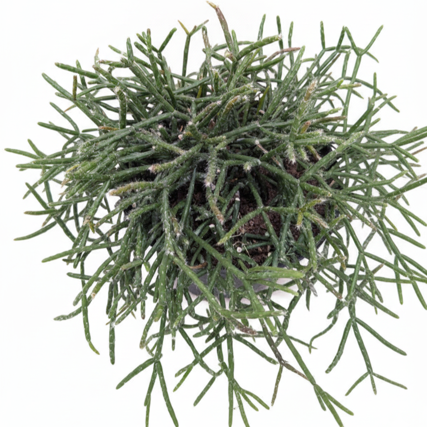 Buy Mistletoe Cactus (Rhipsalis baccifera) 6 inch grower pot online, Hanging Basket Plants, Pet-Friendly Houseplants, Tropical Cactus Care, Rhipsalis species, Indoor Hanging Plants, Unique Succulents