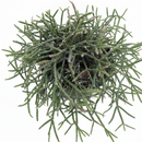 Mistletoe Cactus Elegant Trailing Succulent 4 inch plastic pot for sale, Best succulents for hanging basket, Pet-Friendly Houseplants, Indoor Hanging Plants, Unique Succulents for Gift Home Decor Ideas
