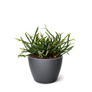 Buy Mistletoe Cactus (Rhipsalis baccifera) 6 inch grower pot online, Hanging Basket Plants, Pet-Friendly Houseplants, Tropical Cactus Care, Rhipsalis species, Indoor Hanging Plants, Unique Succulents