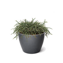 Buy Mistletoe Cactus (Rhipsalis baccifera) 6 inch grower pot online, Hanging Basket Plants, Pet-Friendly Houseplants, Tropical Cactus Care, Rhipsalis species, Indoor Hanging Plants, Unique Succulents