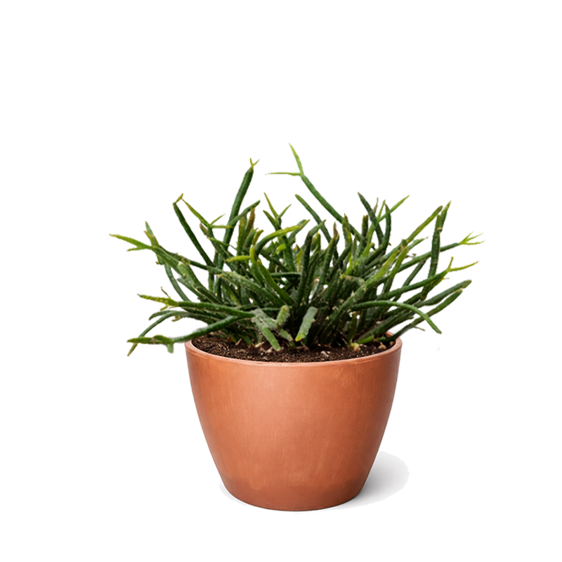 Buy Mistletoe Cactus (Rhipsalis baccifera) 6 inch grower pot online, Hanging Basket Plants, Pet-Friendly Houseplants, Tropical Cactus Care, Rhipsalis species, Indoor Hanging Plants, Unique Succulents