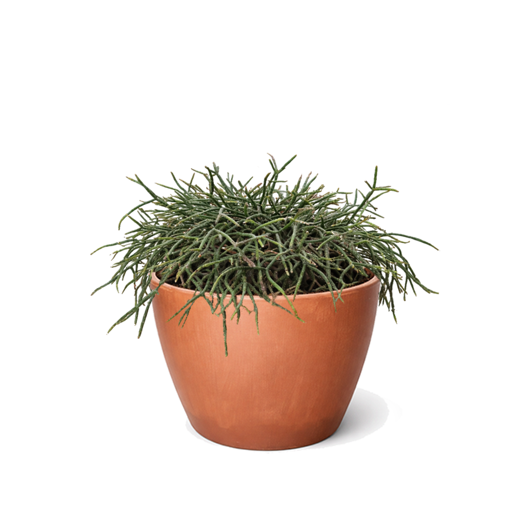 Buy Mistletoe Cactus (Rhipsalis baccifera) 6 inch grower pot online, Hanging Basket Plants, Pet-Friendly Houseplants, Tropical Cactus Care, Rhipsalis species, Indoor Hanging Plants, Unique Succulents