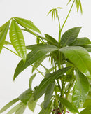 Money Tree Plant