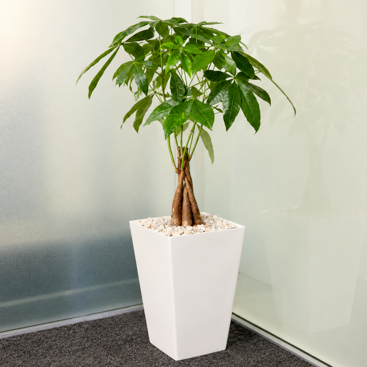 Medium Money Tree Plant for sale. The Money Tree Plant is a popular indoor houseplant with braided stems and lush green leaves that symbolize good luck and prosperity. It thrives in bright, indirect light and prefers well-draining soil with moderate watering. This easy-care plant is an excellent choice for homes, offices, and anyone looking to add vibrant greenery to their indoor space.