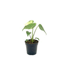 rare large houseplants, large indoor plants, plant for collectors, buy houseplant online, plants for sale