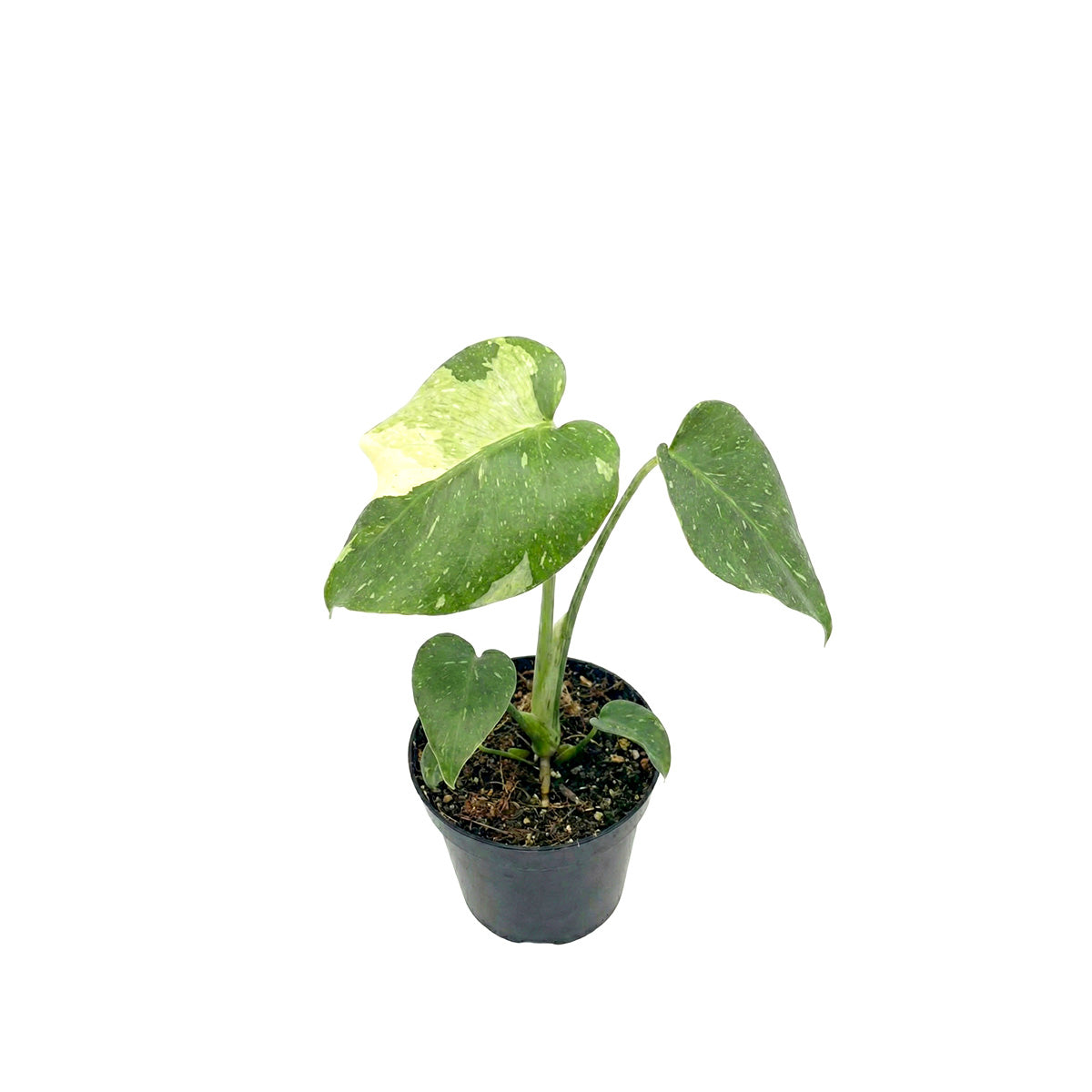 rare large houseplants, large indoor plants, plant for collectors, buy houseplant online, plants for sale