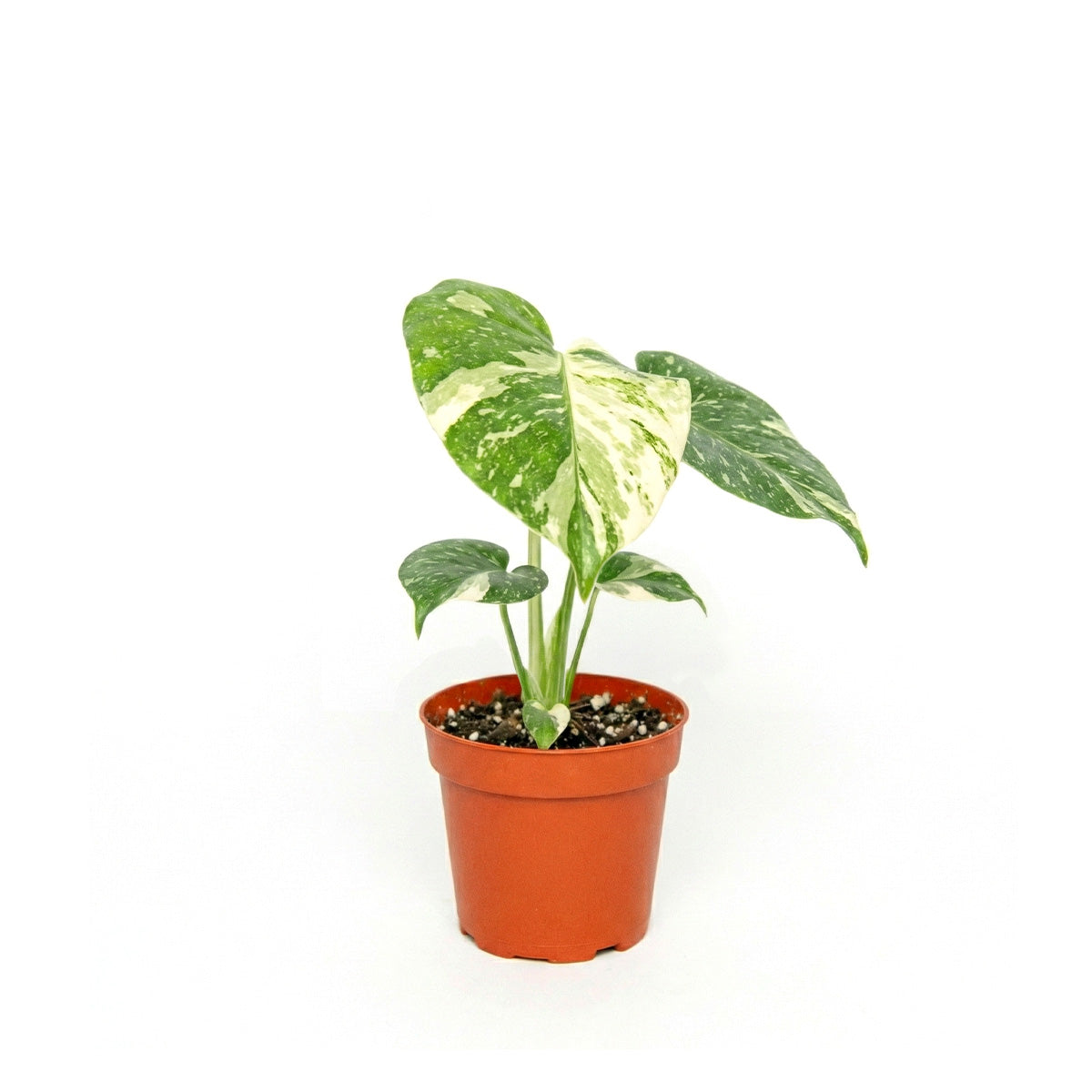 rare large houseplants, large indoor plants, plant for collectors, buy houseplant online, plants for sale