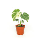 rare large houseplants, large indoor plants, plant for collectors, buy houseplant online, plants for sale