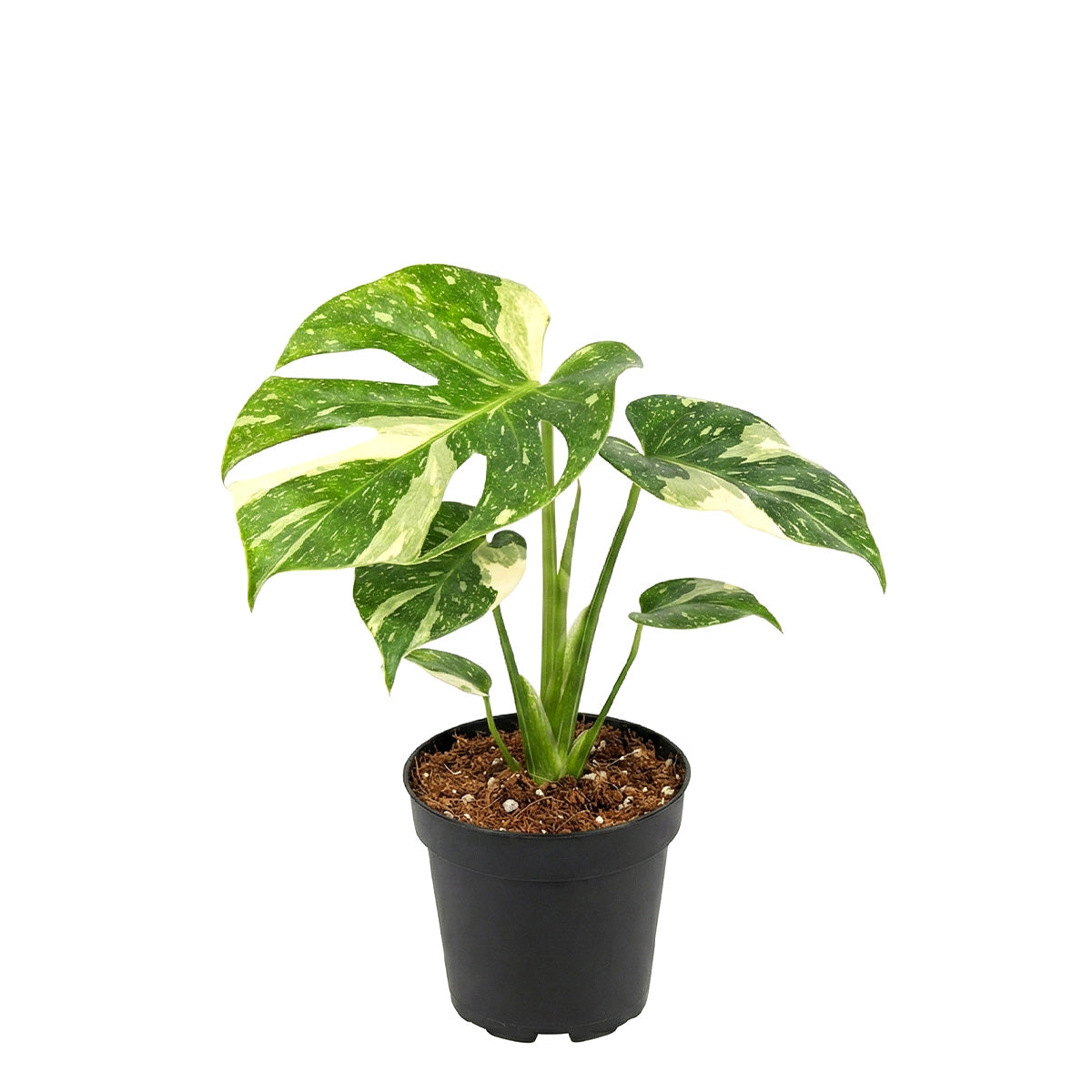 rare large houseplants, large indoor plants, plant for collectors, buy houseplant online, plants for sale