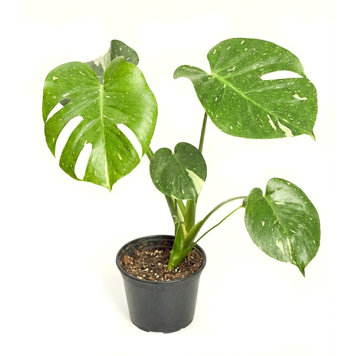 indoor plants thailand Monstera Thai Constellation