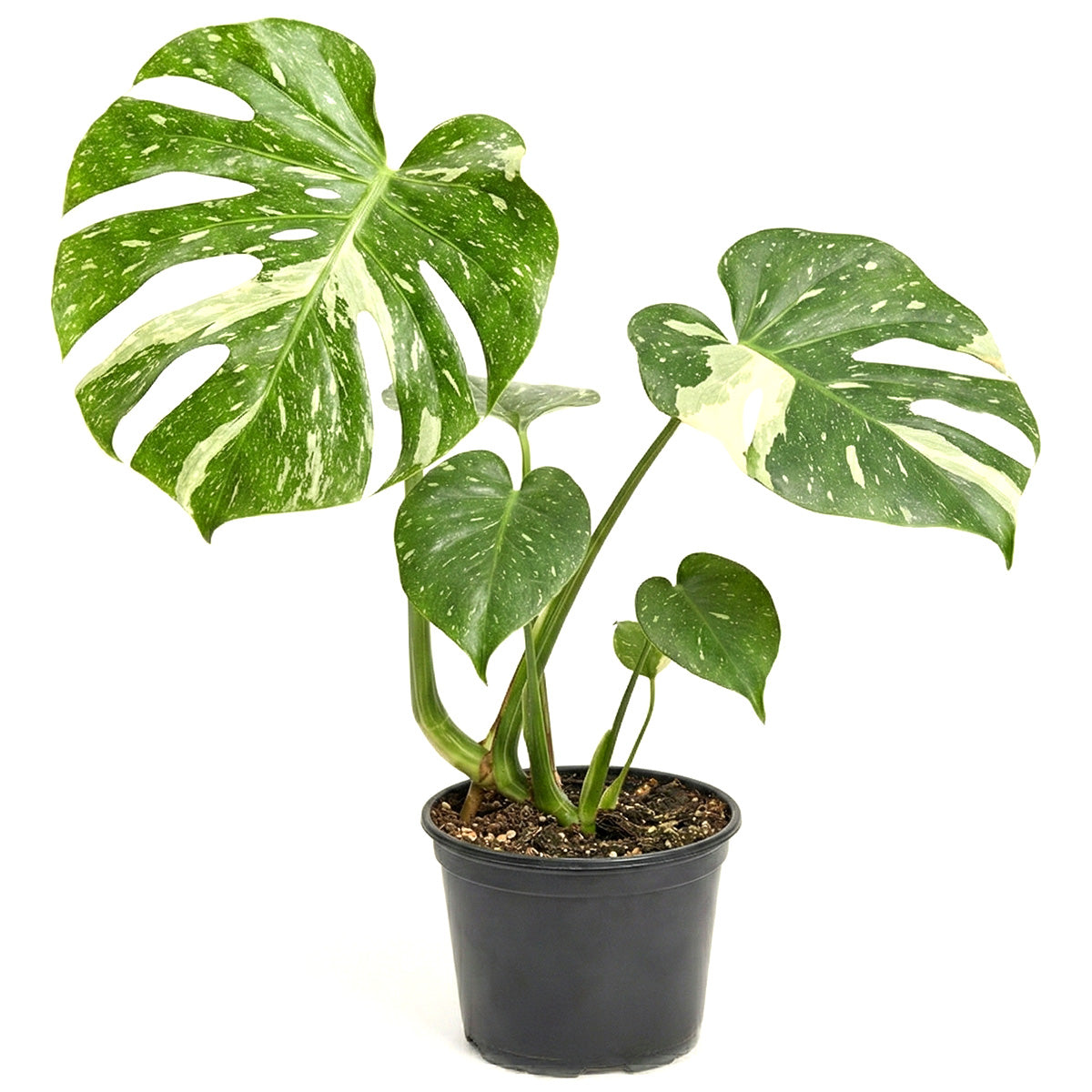 rare large houseplants, large indoor plants, plant for collectors, buy houseplant online, plants for sale