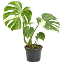 rare large houseplants, large indoor plants, plant for collectors, buy houseplant online, plants for sale
