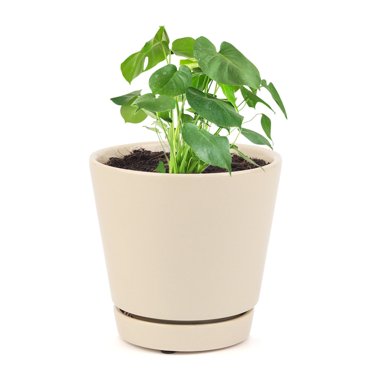 Monstera deliciosa, Swiss cheese plant, huge foliage houseplant, plant with leaf holes, split leaf plant