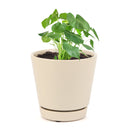 Monstera deliciosa, Swiss cheese plant, huge foliage houseplant, plant with leaf holes, split leaf plant, indoor houseplant for sale