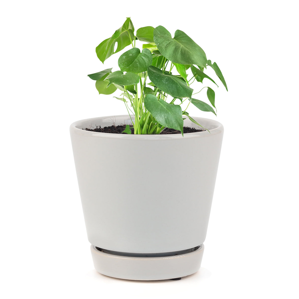 Monstera deliciosa, Swiss cheese plant, huge foliage houseplant, plant with leaf holes, split leaf plant, indoor houseplant for sale