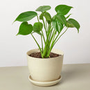 Buy Philodendron Monstera Split-Leaf live plant online, Philodendron Monstera Split-Leaf live indoor plant for home decor, Monstera Split-Leaf Philodendron indoor plant in decorative pot