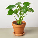 Buy Philodendron Monstera Split-Leaf live plant online, Philodendron Monstera Split-Leaf live indoor plant for home decor, Monstera Split-Leaf Philodendron indoor plant in decorative pot