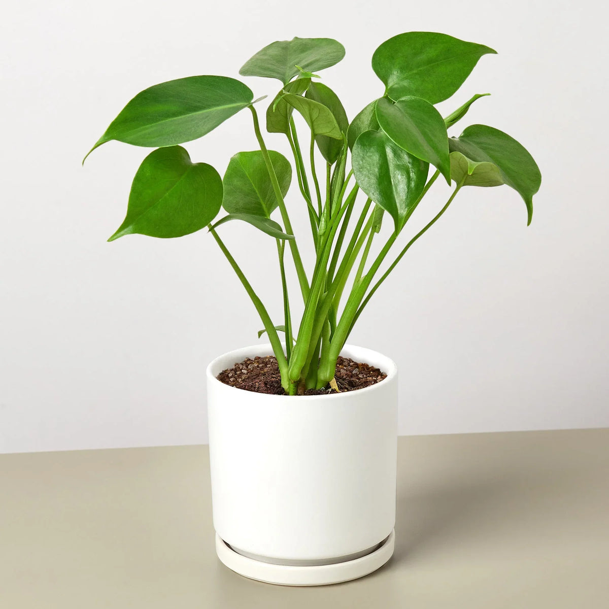 Buy Philodendron Monstera Split-Leaf live plant online, Philodendron Monstera Split-Leaf live indoor plant for home decor, Monstera Split-Leaf Philodendron indoor plant in decorative pot