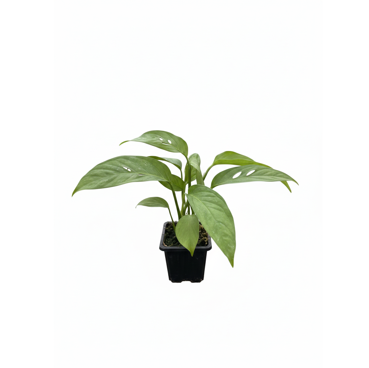 2 inch Monstera Adansonii 'Swiss Cheese', 2 inch houseplants, small indoor plants for sale near me