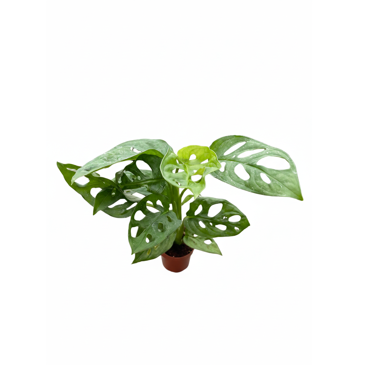 small Monstera Adansonii 'Swiss Cheese' in plastic pot, buy Monstera Adansonii 'Swiss Cheese' online near me, Monstera Adansonii 'Swiss Cheese' for sale