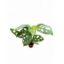 small Monstera Adansonii 'Swiss Cheese' in plastic pot, buy Monstera Adansonii 'Swiss Cheese' online near me, Monstera Adansonii 'Swiss Cheese' for sale
