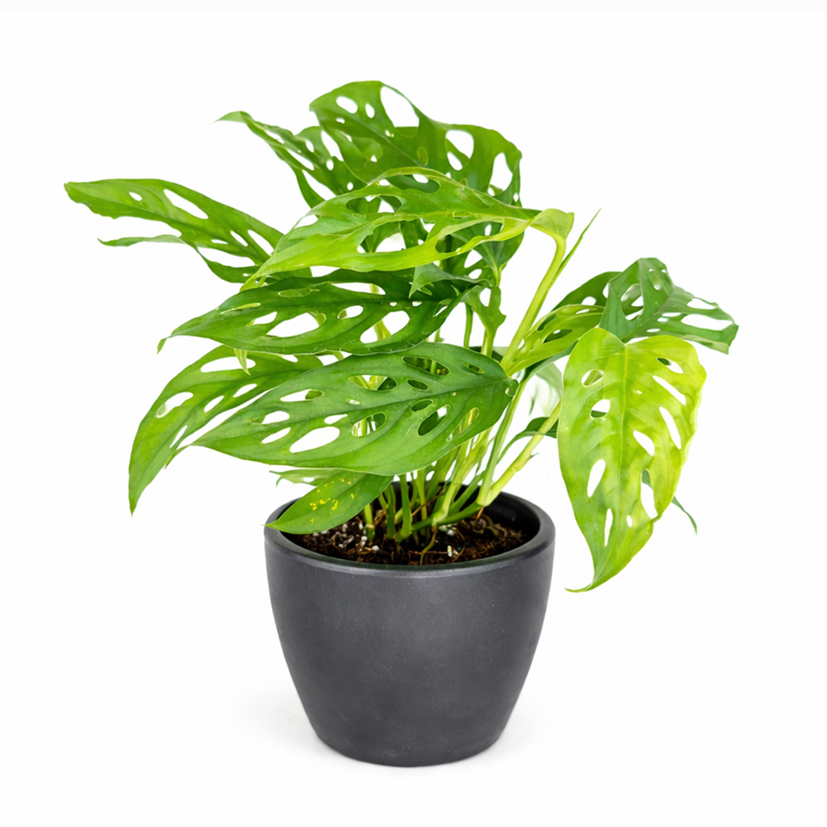 small monstera plant for sale Rare Monstera Adansonii 'Swiss Cheese'