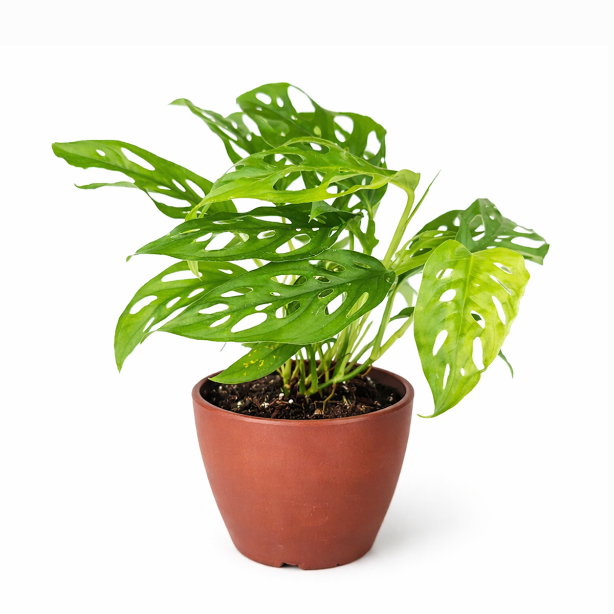 swiss cheese plant for sale Rare Monstera Adansonii 'Swiss Cheese'