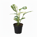 Tropical rainforest plant, Humidity-loving plant, Collector’s Monstera, Indoor climbing plant, rare houseplants for sale