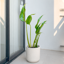 Monstera Burle Marx Flame live house plant online, Monstera Burle Marx Flame rare tropical vine for home decor, Monstera Burle Marx Flame high fenestration climbing houseplant