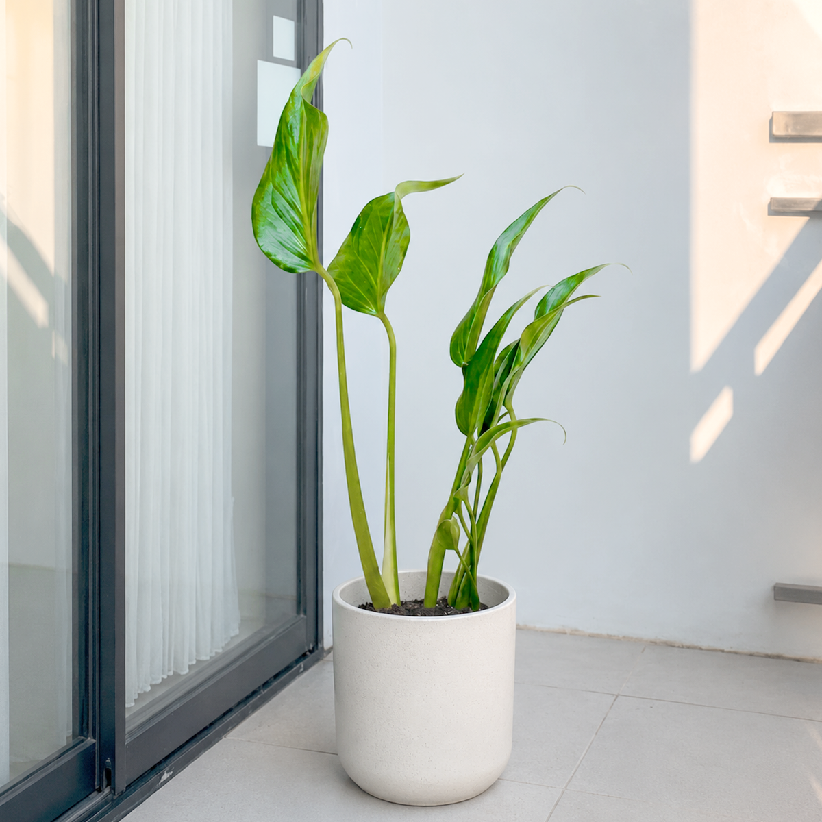 Live Monstera Burle Marx Flame rare aroid plant for sale, Monstera Burle Marx Flame aroid plant with flame-like leaf splits, Monstera Burle Marx Flame tropical climbing plant for moss pole