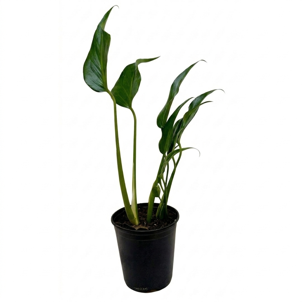 Buy Monstera Burle Marx Flame live house plant online, Monstera Burle Marx Flame rare indoor plant for home decor, Monstera Burle Marx Flame collector’s plant for rare plant lovers