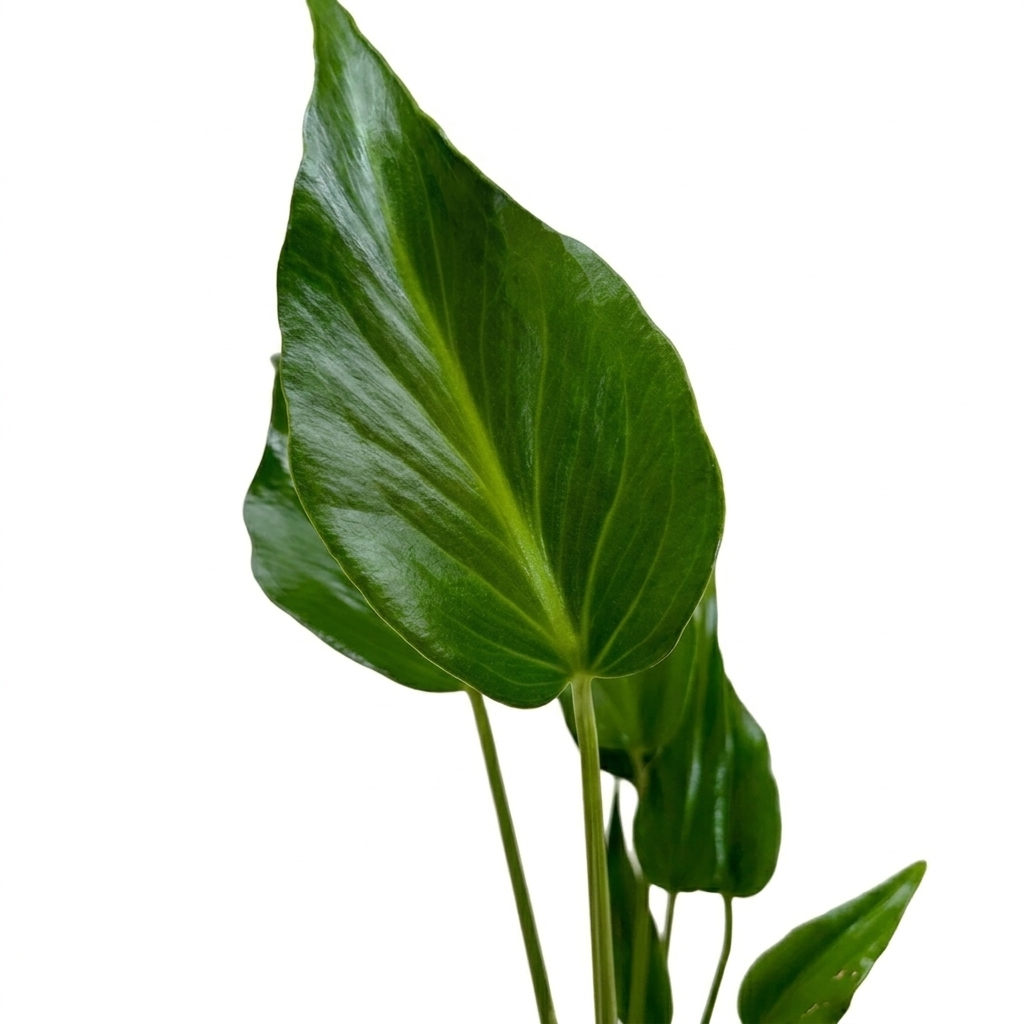 Monstera Burle Marx Flame live house plant online, Monstera Burle Marx Flame rare tropical vine for home decor, Monstera Burle Marx Flame high fenestration climbing houseplant
