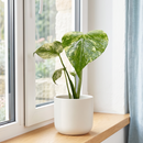 Monstera 'Mint'