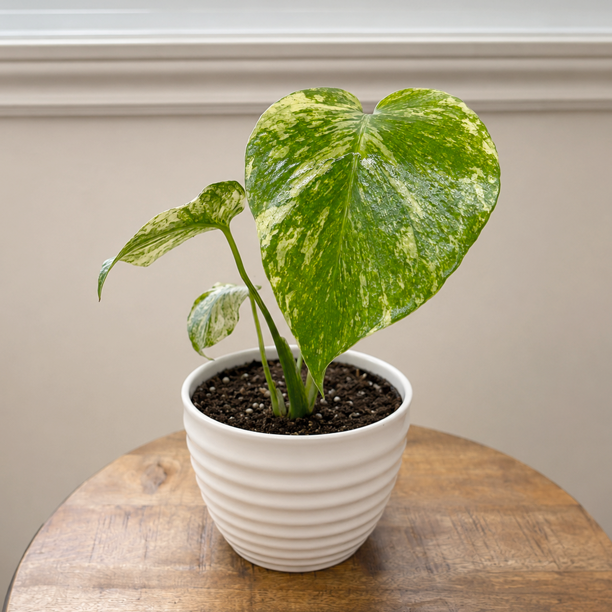 4 inch Monstera 'Mint' for sale. Monstera 'Mint' is a rare tropical houseplant prized for its stunning mint-green variegated foliage and distinctive split leaves. It thrives in bright, indirect light with well-draining soil and benefits from regular watering and moderate to high humidity. This unique indoor plant is perfect for homes, offices, or collectors looking to add an eye-catching statement piece to their plant collection.