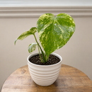 Monstera 'Mint'