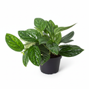 4 inch Monstera karstenianum Peru with puckered and deeply veined leaves, Rare Monstera varieties for plant lovers