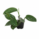 4 inch Monstera karstenianum Peru with puckered and deeply veined leaves, Rare Monstera varieties for plant lovers