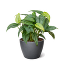 Monstera Siltepecana Rare Silver Monstera Vine 4 inch grower pot for sale, Philodendron Silver Queen Plant for Home Decoration