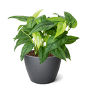 Monstera Siltepecana Rare Silver Monstera Vine 4 inch grower pot for sale, Philodendron Silver Queen Plant for Home Decoration