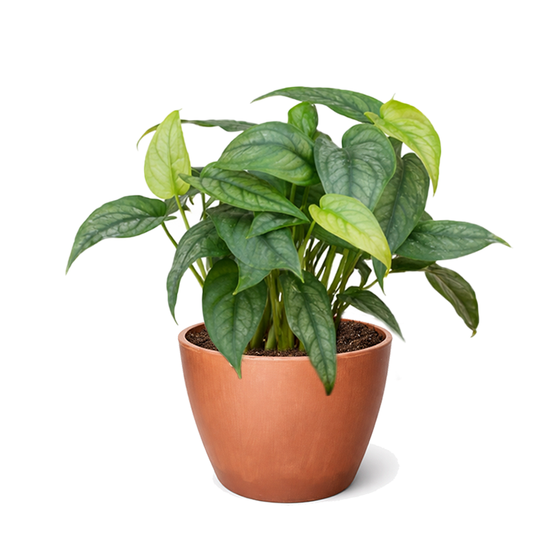 Monstera Siltepecana Rare Silver Monstera Vine 4 inch grower pot for sale, Philodendron Silver Queen Plant for Home Decoration
