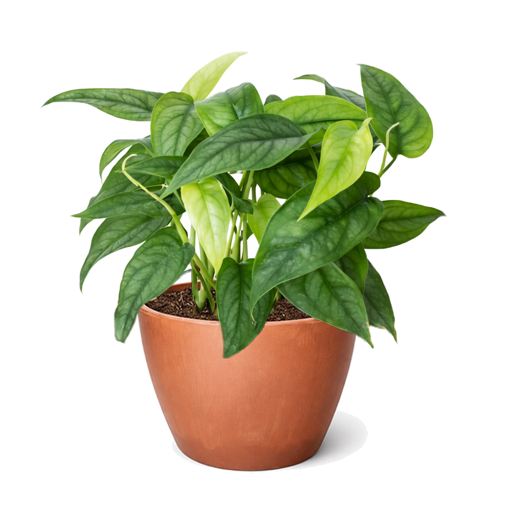 Monstera Siltepecana Rare Silver Monstera Vine 4 inch grower pot for sale, Philodendron Silver Queen Plant for Home Decoration