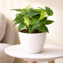 Monstera Siltepecana Rare Silver Monstera Vine 4 inch grower pot for sale, Philodendron Silver Queen Plant for Home Decoration