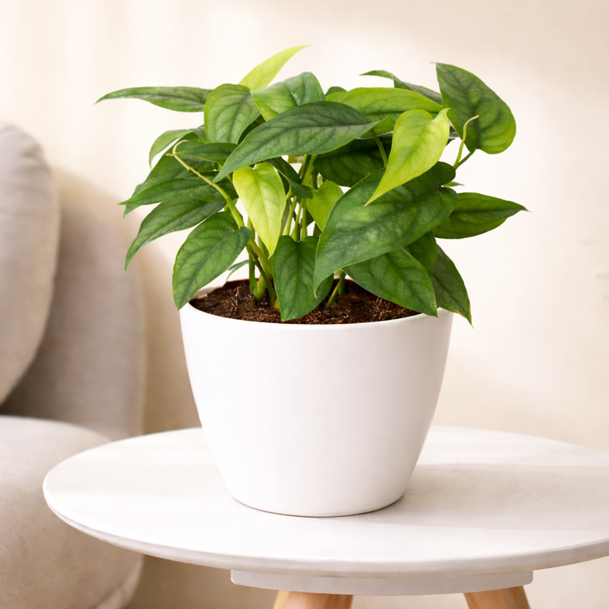Monstera Siltepecana Rare Silver Monstera Vine 4 inch grower pot for sale, Philodendron Silver Queen Plant for Home Decoration