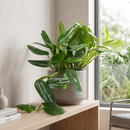 Monstera 'Standeleyana Albo Variegated'