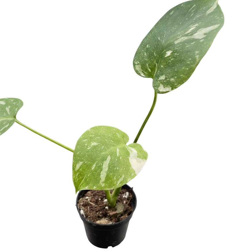 2 inch Monstera &#39;Thai Constellation&#39;, small Monstera &#39;Thai Constellation&#39;, rare small houseplants, small plants for sale