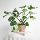 2 inch Monstera 'Thai Constellation', small Monstera 'Thai Constellation', rare small houseplants, small plants for sale