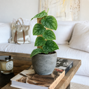 6" pot monstera 'dubia' (shingle plant) - live plants live houseplant for sale, deep forest green and silver patterned juvenile leaves, climbing vining growth habit on moss pole, small overlapping shingle-effect foliage, high humidity tropical houseplant, architectural botanical accent for home interiors, rare exotic plant gift for aroid enthusiasts